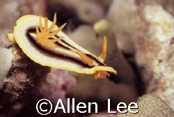 Nudibranch,Malapascua by Allen Lee 